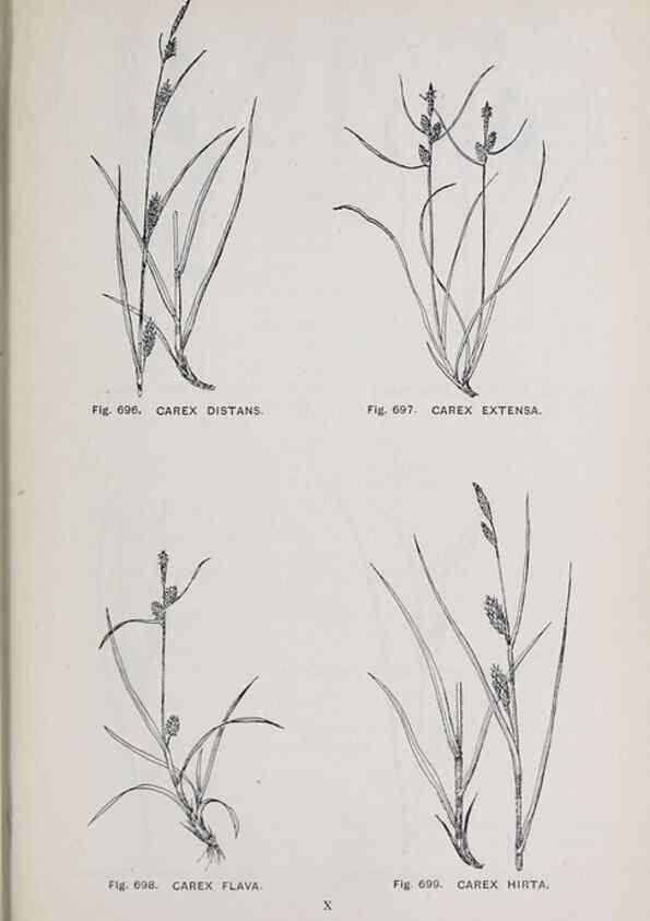 Reproducción/Reproduction 49743299181: The flora of the Liverpool district /. Liverpool :D. Marples & Co.,1902.. 