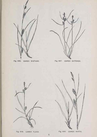 Reproducción/Reproduction 49743299181: The flora of the Liverpool district /. Liverpool :D. Marples & Co.,1902.. 
