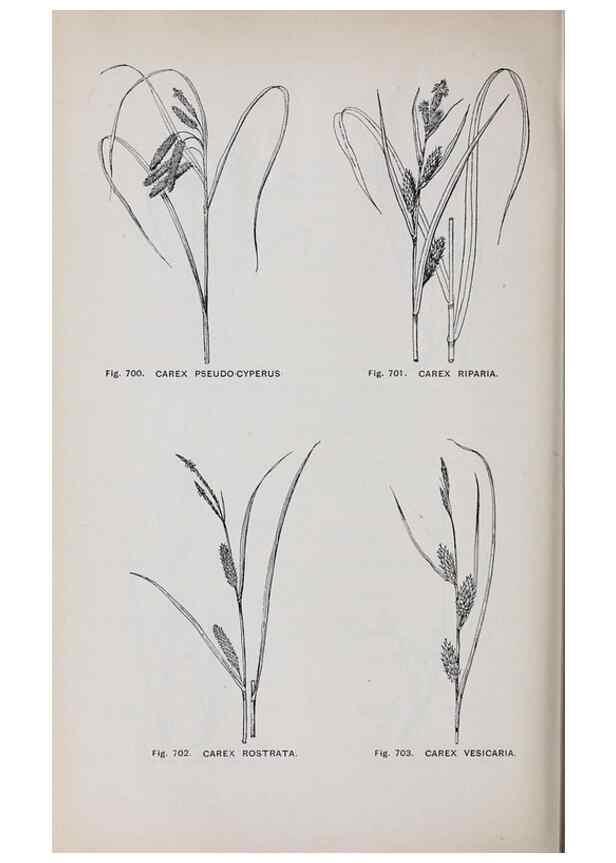 Reproducción/Reproduction 49743299476: The flora of the Liverpool district /. Liverpool :D. Marples & Co.,1902.. 