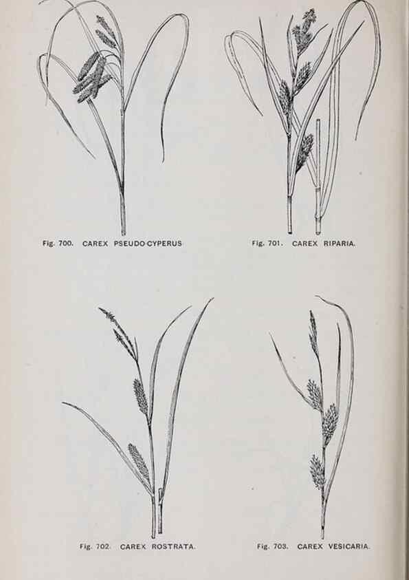 Reproducción/Reproduction 49743299476: The flora of the Liverpool district /. Liverpool :D. Marples & Co.,1902.. 