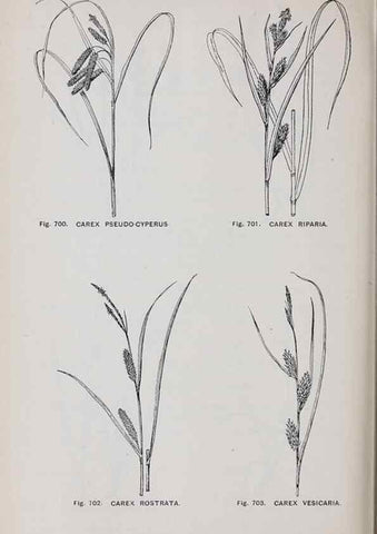 Reproducción/Reproduction 49743299476: The flora of the Liverpool district /. Liverpool :D. Marples & Co.,1902.. 
