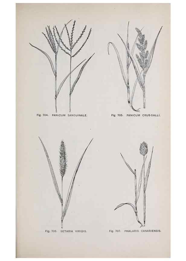Reproducción/Reproduction 49743620427: The flora of the Liverpool district /. Liverpool :D. Marples & Co.,1902.. 