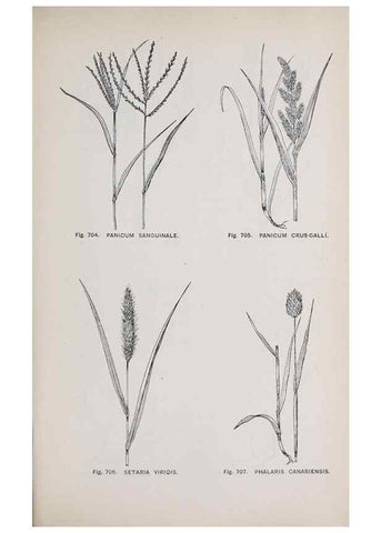 Reproducción/Reproduction 49743620427: The flora of the Liverpool district /. Liverpool :D. Marples & Co.,1902.. 