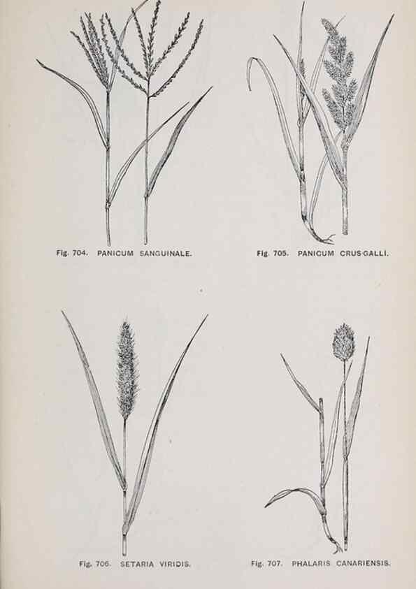 Reproducción/Reproduction 49743620427: The flora of the Liverpool district /. Liverpool :D. Marples & Co.,1902.. 