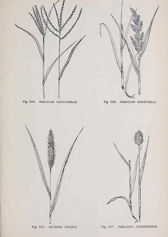 Reproducción/Reproduction 49743620427: The flora of the Liverpool district /. Liverpool :D. Marples & Co.,1902.. 