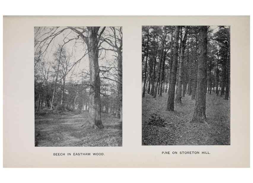 Reproducción/Reproduction 49743629452: The flora of the Liverpool district /. Liverpool :D. Marples & Co.,1902.. 