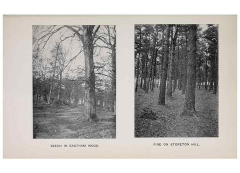 Reproducción/Reproduction 49743629452: The flora of the Liverpool district /. Liverpool :D. Marples & Co.,1902.. 