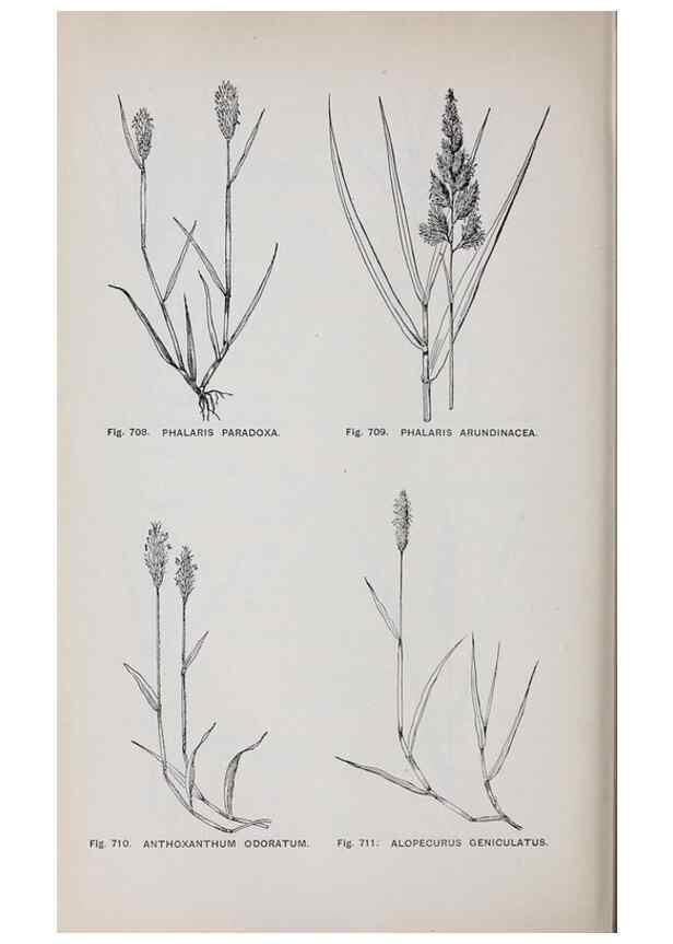 Reproducción/Reproduction 49743300186: The flora of the Liverpool district /. Liverpool :D. Marples & Co.,1902.. 