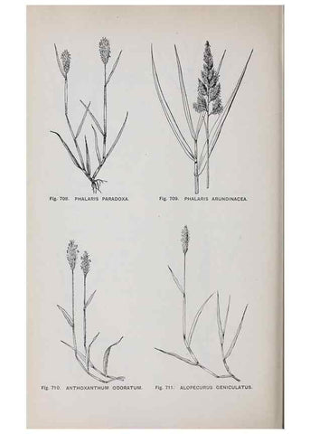 Reproducción/Reproduction 49743300186: The flora of the Liverpool district /. Liverpool :D. Marples & Co.,1902.. 