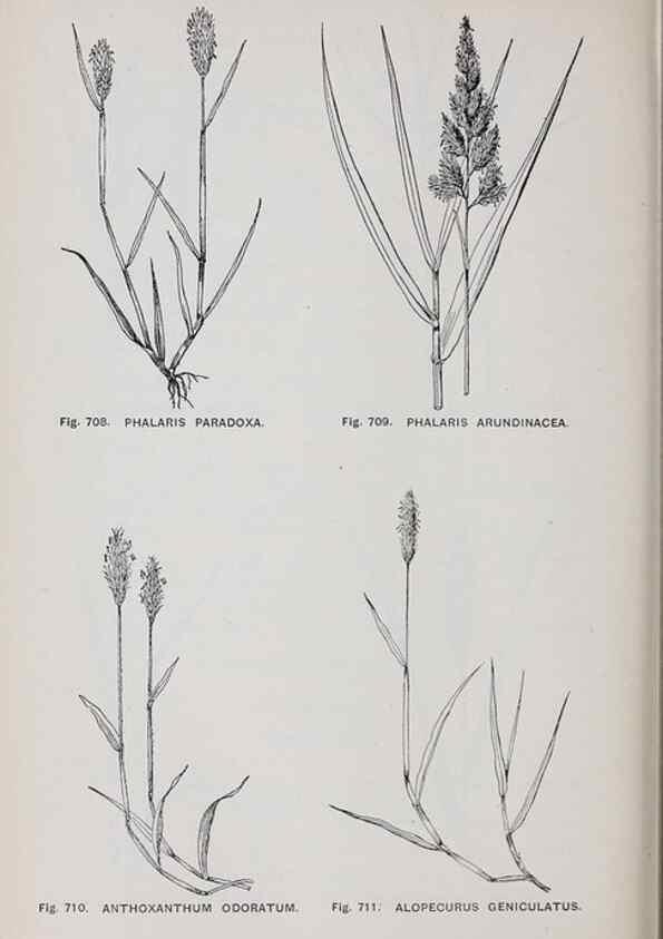 Reproducción/Reproduction 49743300186: The flora of the Liverpool district /. Liverpool :D. Marples & Co.,1902.. 