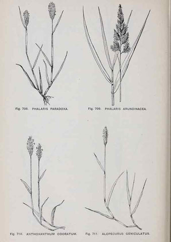 Reproducción/Reproduction 49743300186: The flora of the Liverpool district /. Liverpool :D. Marples & Co.,1902.. 