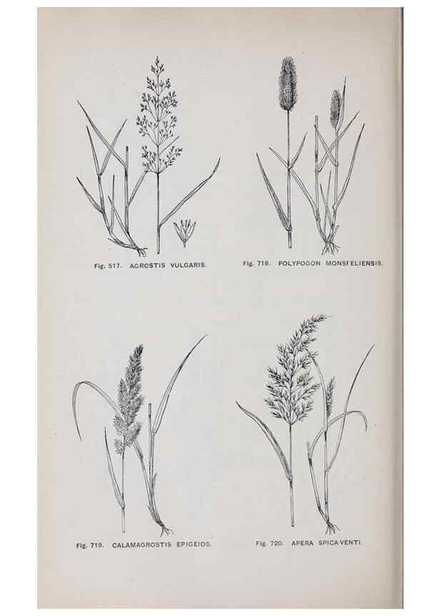 Reproducción/Reproduction 49743300766: The flora of the Liverpool district /. Liverpool :D. Marples & Co.,1902.. 