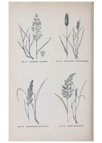 Reproducción/Reproduction 49743300766: The flora of the Liverpool district /. Liverpool :D. Marples & Co.,1902.. 