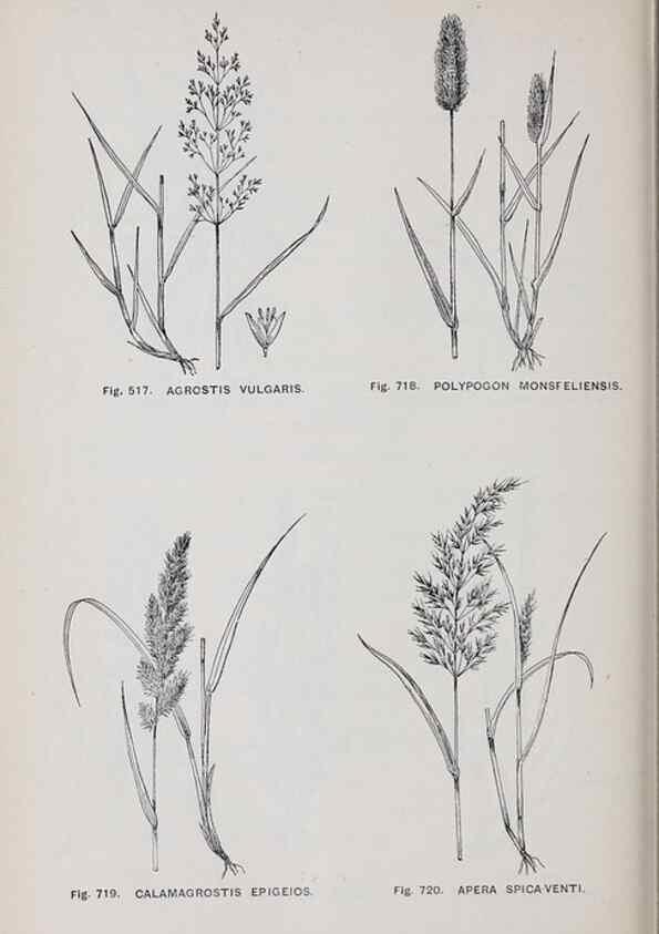 Reproducción/Reproduction 49743300766: The flora of the Liverpool district /. Liverpool :D. Marples & Co.,1902.. 