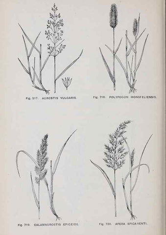 Reproducción/Reproduction 49743300766: The flora of the Liverpool district /. Liverpool :D. Marples & Co.,1902.. 