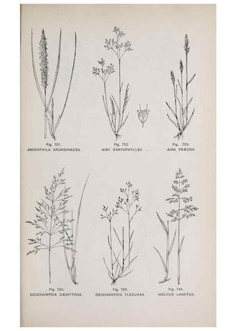 Reproducción/Reproduction 49743301141: The flora of the Liverpool district /. Liverpool :D. Marples & Co.,1902.. 