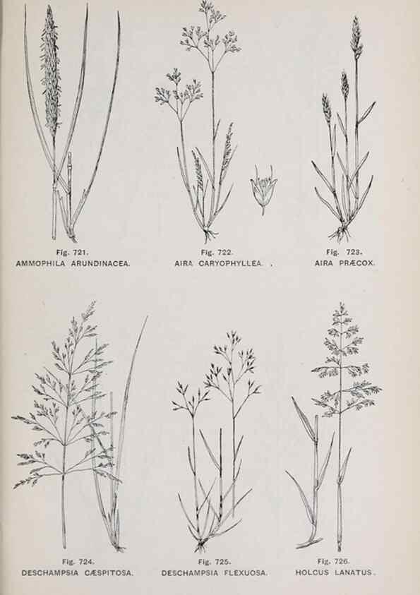 Reproducción/Reproduction 49743301141: The flora of the Liverpool district /. Liverpool :D. Marples & Co.,1902.. 