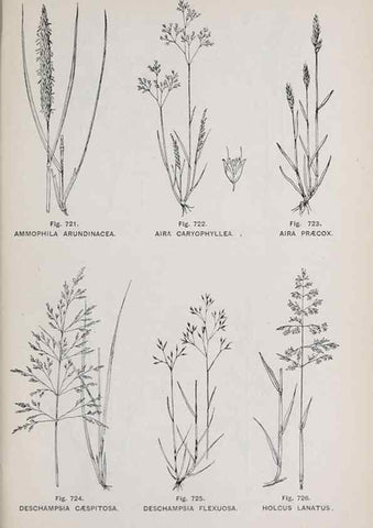 Reproducción/Reproduction 49743301141: The flora of the Liverpool district /. Liverpool :D. Marples & Co.,1902.. 