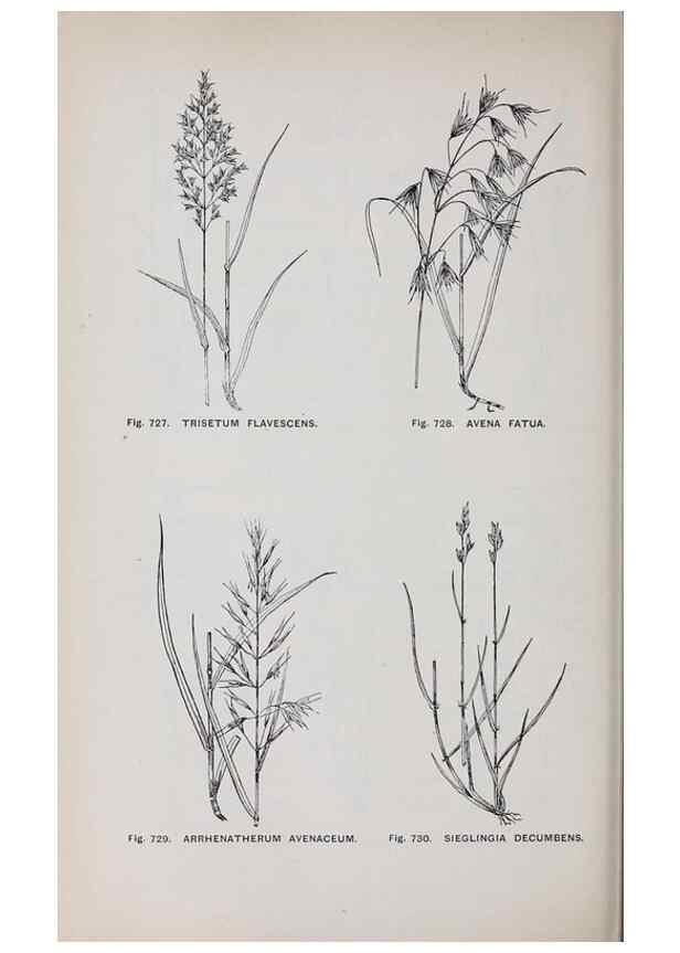 Reproducción/Reproduction 49743301451: The flora of the Liverpool district /. Liverpool :D. Marples & Co.,1902.. 
