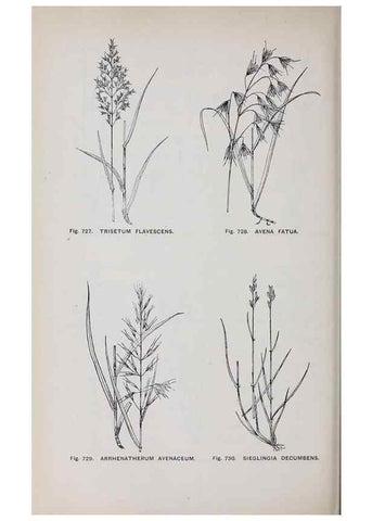 Reproducción/Reproduction 49743301451: The flora of the Liverpool district /. Liverpool :D. Marples & Co.,1902.. 