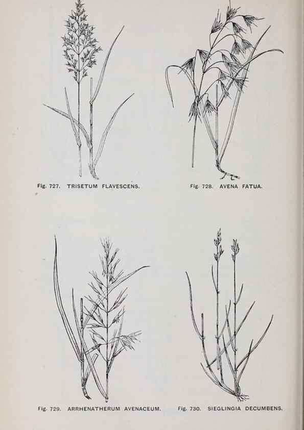 Reproducción/Reproduction 49743301451: The flora of the Liverpool district /. Liverpool :D. Marples & Co.,1902.. 