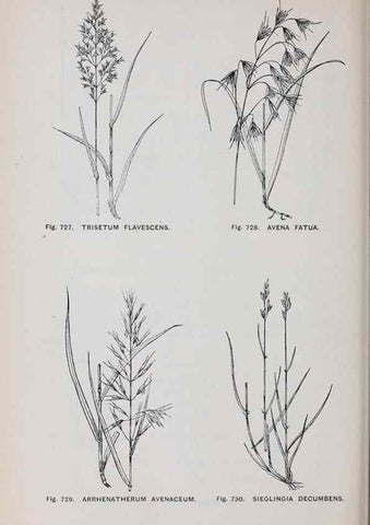 Reproducción/Reproduction 49743301451: The flora of the Liverpool district /. Liverpool :D. Marples & Co.,1902.. 