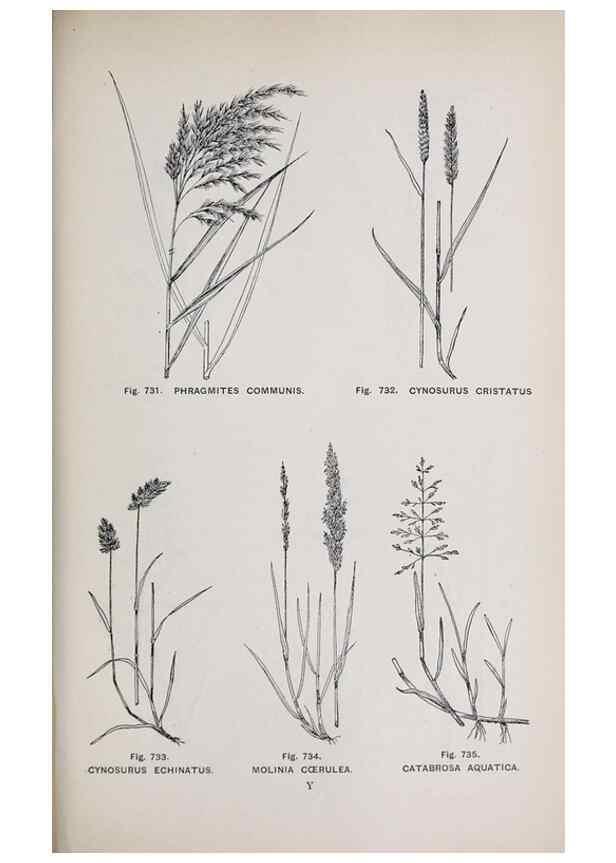 Reproducción/Reproduction 49742751808: The flora of the Liverpool district /. Liverpool :D. Marples & Co.,1902.. 