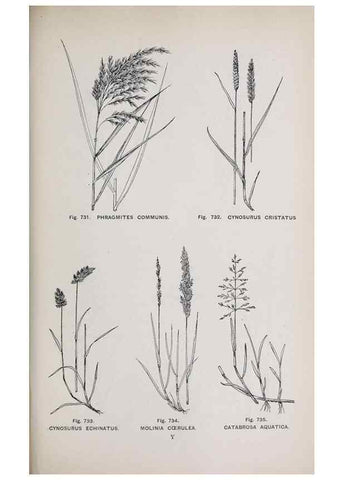 Reproducción/Reproduction 49742751808: The flora of the Liverpool district /. Liverpool :D. Marples & Co.,1902.. 
