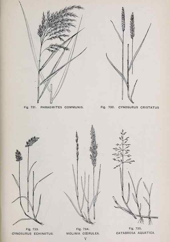 Reproducción/Reproduction 49742751808: The flora of the Liverpool district /. Liverpool :D. Marples & Co.,1902.. 