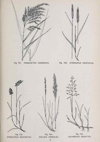 Reproducción/Reproduction 49742751808: The flora of the Liverpool district /. Liverpool :D. Marples & Co.,1902.. 