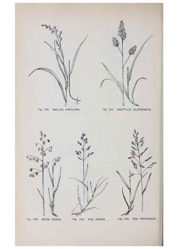Reproducción/Reproduction 49742752053: The flora of the Liverpool district /. Liverpool :D. Marples & Co.,1902.. 