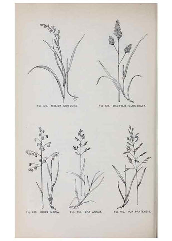 Reproducción/Reproduction 49742752053: The flora of the Liverpool district /. Liverpool :D. Marples & Co.,1902.. 