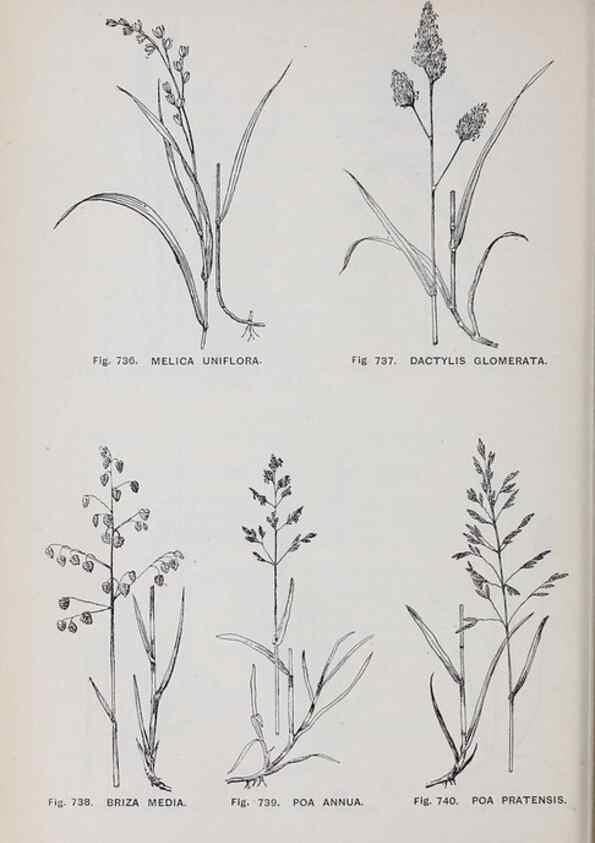 Reproducción/Reproduction 49742752053: The flora of the Liverpool district /. Liverpool :D. Marples & Co.,1902.. 