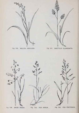 Reproducción/Reproduction 49742752053: The flora of the Liverpool district /. Liverpool :D. Marples & Co.,1902.. 