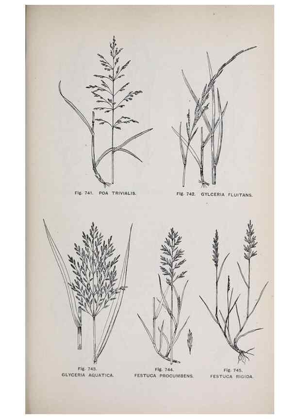 Reproducción/Reproduction 49742752333: The flora of the Liverpool district /. Liverpool :D. Marples & Co.,1902.. 