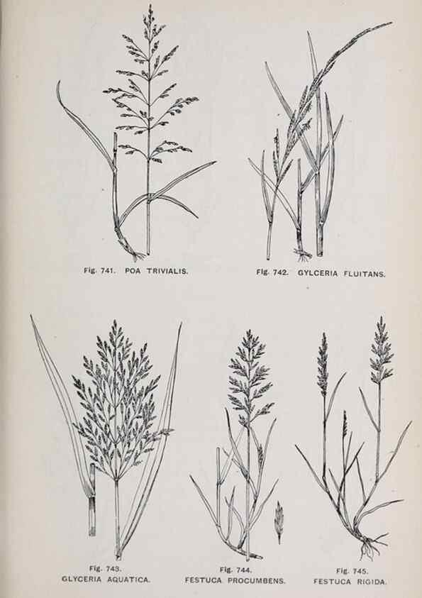 Reproducción/Reproduction 49742752333: The flora of the Liverpool district /. Liverpool :D. Marples & Co.,1902.. 