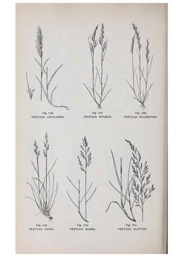 Reproducción/Reproduction 49743623107: The flora of the Liverpool district /. Liverpool :D. Marples & Co.,1902.. 