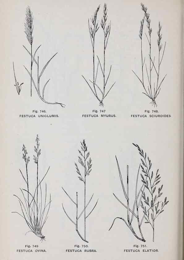 Reproducción/Reproduction 49743623107: The flora of the Liverpool district /. Liverpool :D. Marples & Co.,1902.. 