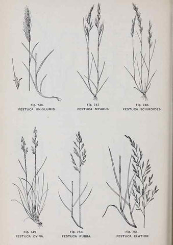 Reproducción/Reproduction 49743623107: The flora of the Liverpool district /. Liverpool :D. Marples & Co.,1902.. 