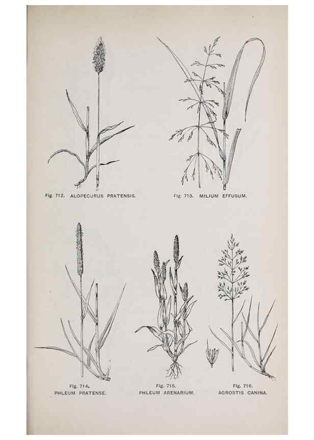 Reproducción/Reproduction 49742750623: The flora of the Liverpool district /. Liverpool :D. Marples & Co.,1902.. 