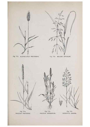 Reproducción/Reproduction 49742750623: The flora of the Liverpool district /. Liverpool :D. Marples & Co.,1902.. 