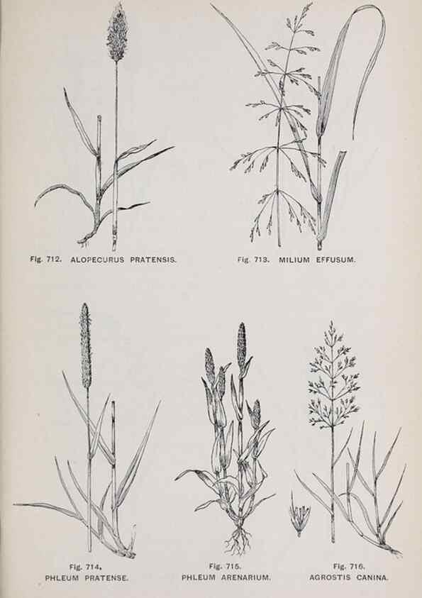 Reproducción/Reproduction 49742750623: The flora of the Liverpool district /. Liverpool :D. Marples & Co.,1902.. 