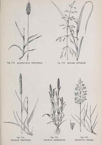 Reproducción/Reproduction 49742750623: The flora of the Liverpool district /. Liverpool :D. Marples & Co.,1902.. 