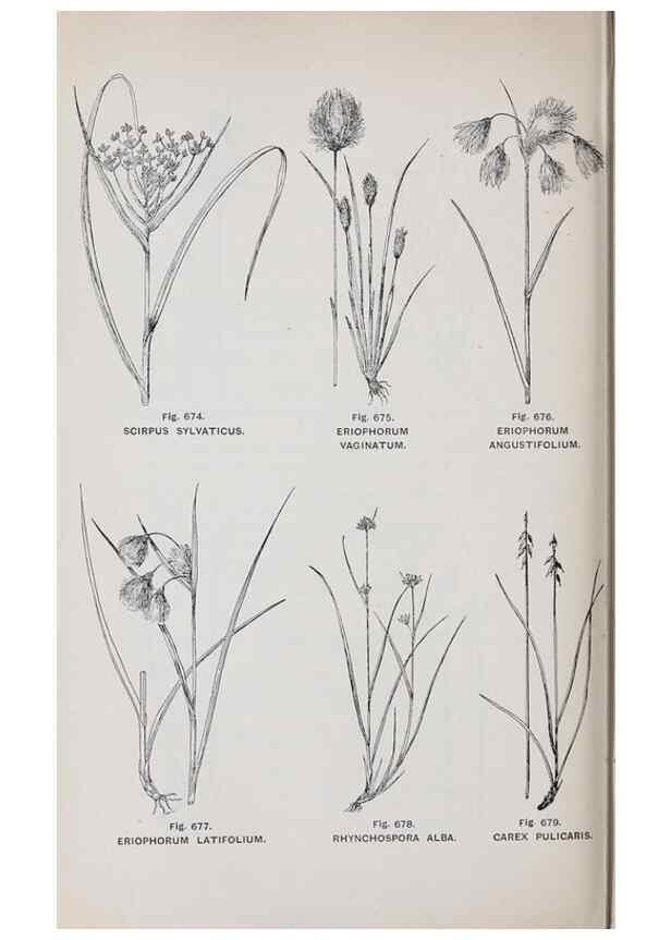 Reproducción/Reproduction 49743618302: The flora of the Liverpool district /. Liverpool :D. Marples & Co.,1902.. 