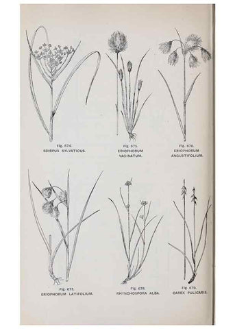 Reproducción/Reproduction 49743618302: The flora of the Liverpool district /. Liverpool :D. Marples & Co.,1902.. 