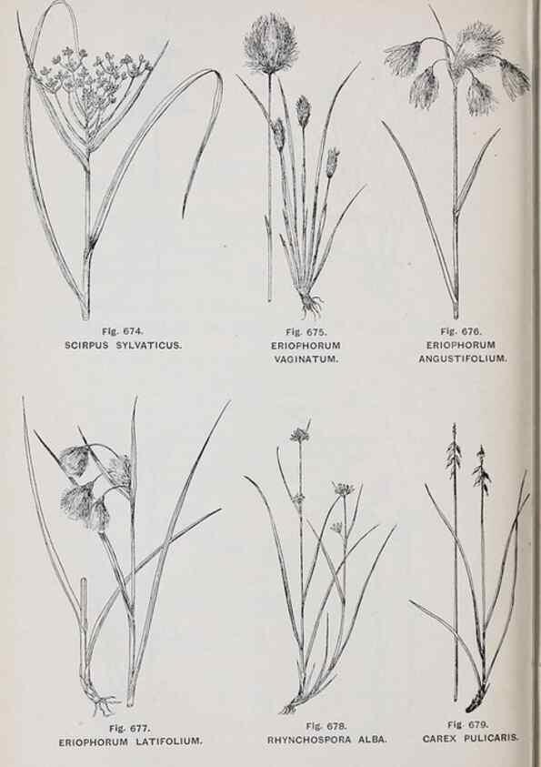 Reproducción/Reproduction 49743618302: The flora of the Liverpool district /. Liverpool :D. Marples & Co.,1902.. 