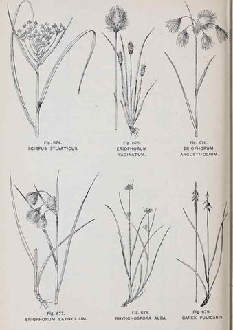 Reproducción/Reproduction 49743618302: The flora of the Liverpool district /. Liverpool :D. Marples & Co.,1902.. 
