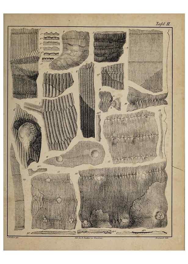 Reproducción/Reproduction 49742798783: Abdrücke und Versteinerungen des Zwickauer Schwarzkohlengebirges und seiner Umgebungen,. Zwickau,G. Richter'schen Buchhandlung,1835.. 