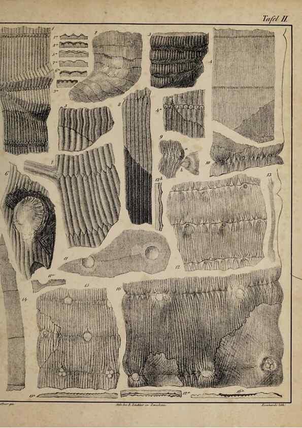Reproducción/Reproduction 49742798783: Abdrücke und Versteinerungen des Zwickauer Schwarzkohlengebirges und seiner Umgebungen,. Zwickau,G. Richter'schen Buchhandlung,1835.. 