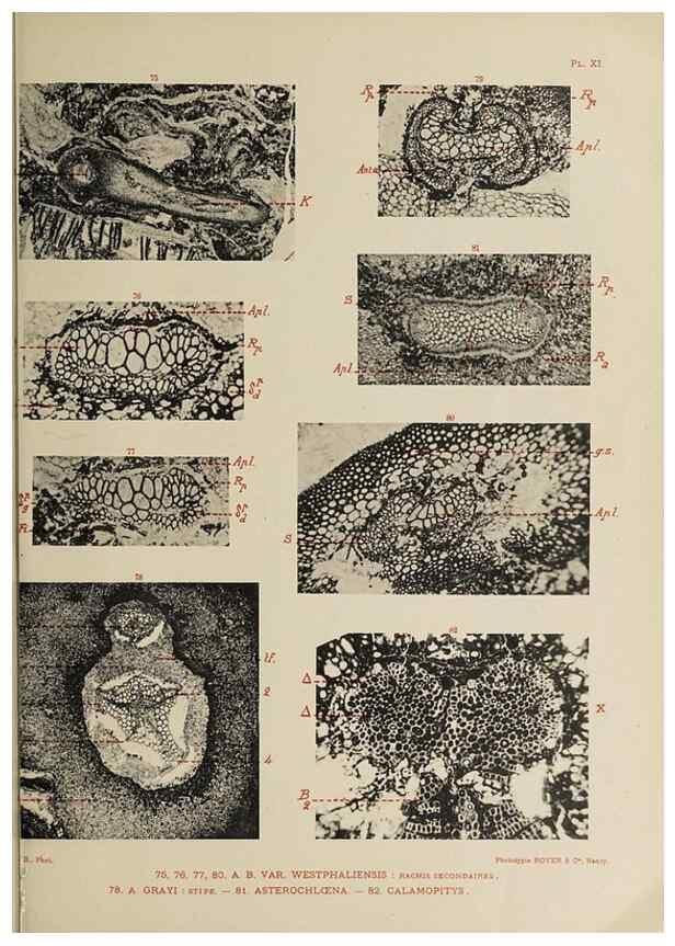 Reproducción/Reproduction 49743552116: Etudes sur la fronde des Zygoptéridées.. Lille,Impr. L. Danel,1909.. 